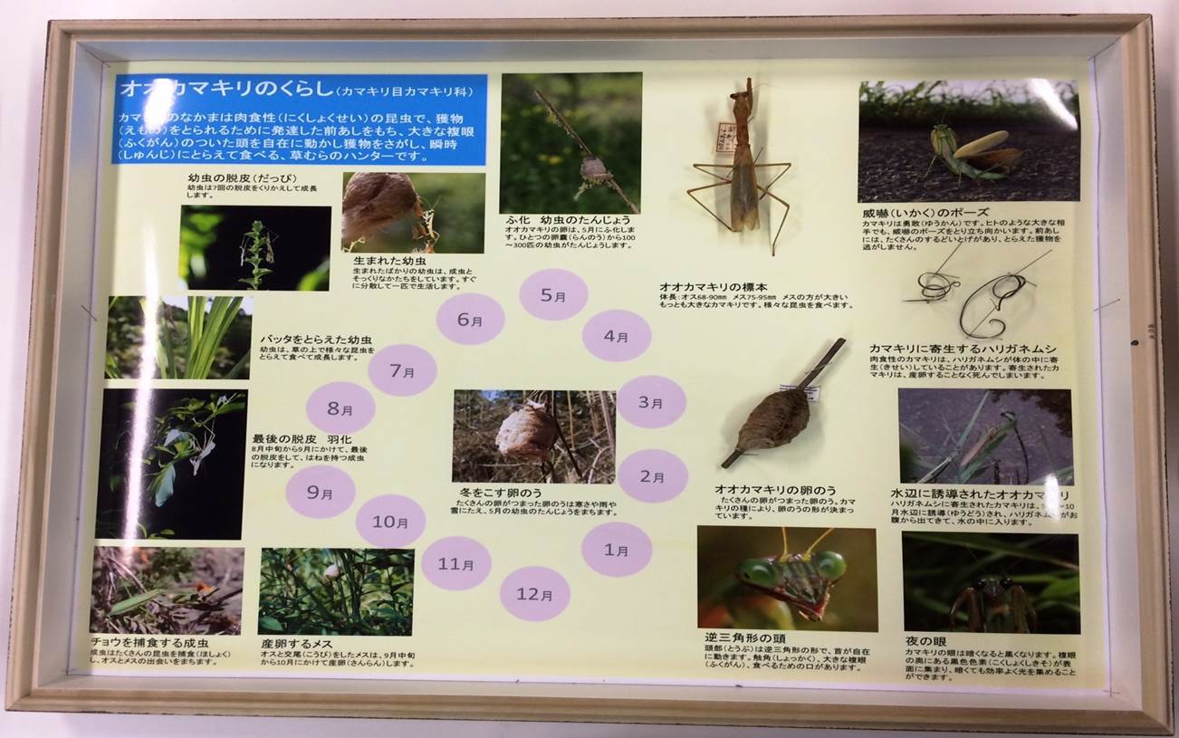 昆虫の生態イメージ
